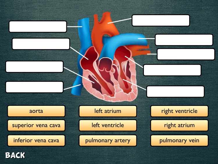 Science Diagrams screenshot-4
