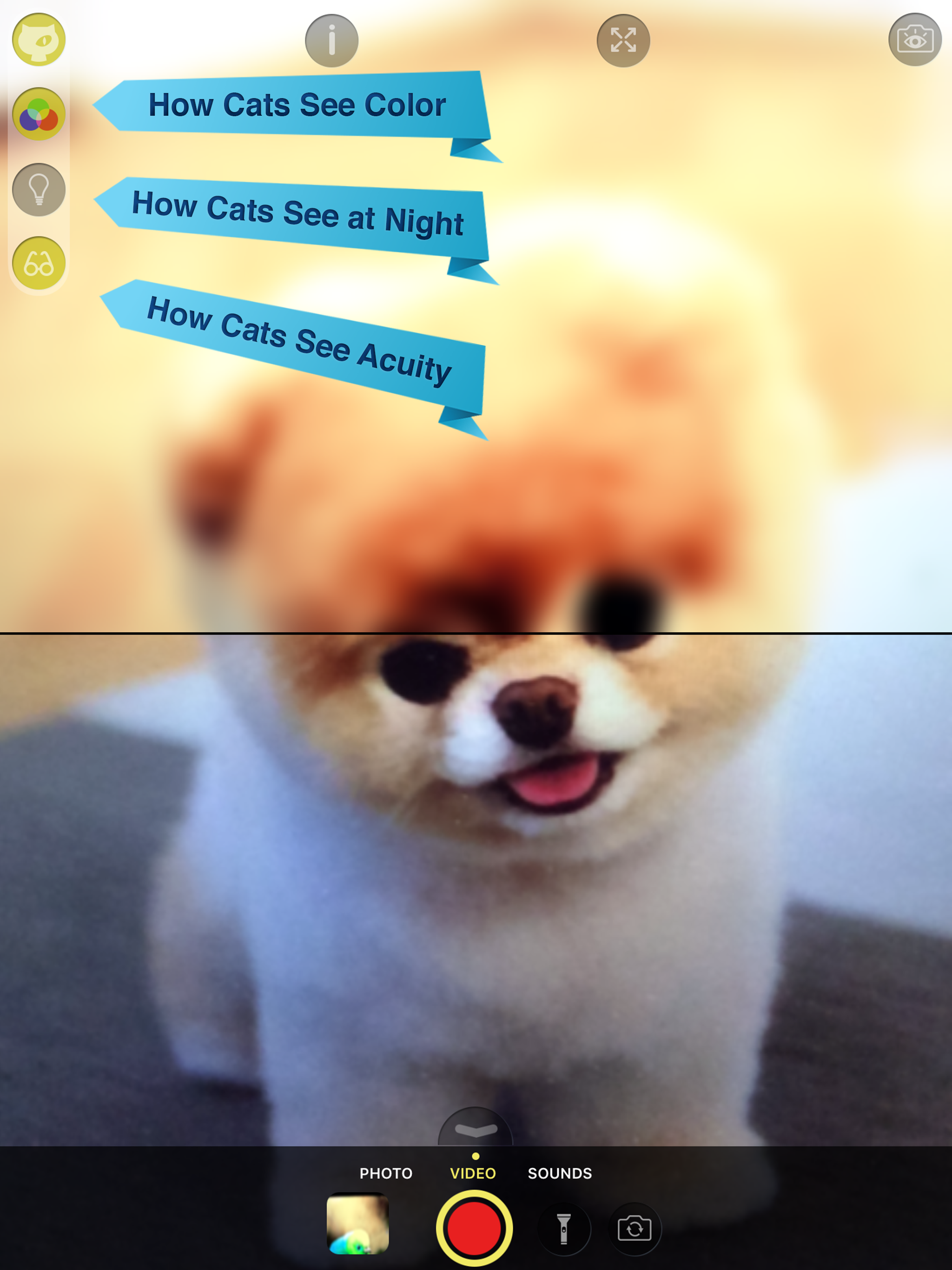 Cat Vision HD