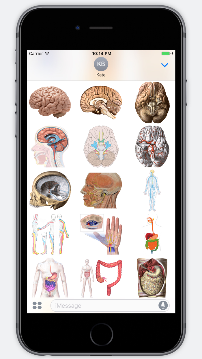 Anatomy Stickers