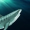 Experience the aquatic life as a wild underwater predator white shark in this shark game