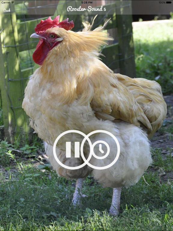 Screenshot #5 pour Rooster Sound – Rooster Crowing Sound