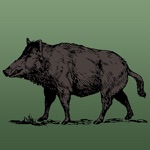 Download Wild Hog Sounds app