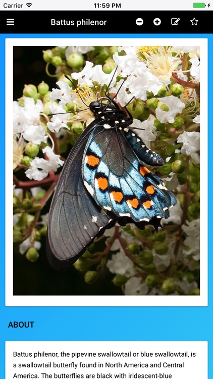 Butterfly Species of North America