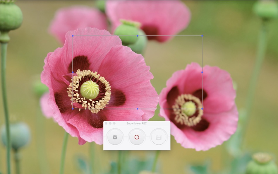 #1. Snowflower REC (macOS) Podle: Naohiro Yoshimoto