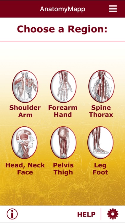 AnatomyMapp