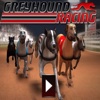 Greyhound Racing Adventure