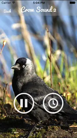 Game screenshot Crow Sounds – Crow Call Sound hack