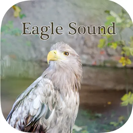 Eagle sounds – Bald Sound Cheats