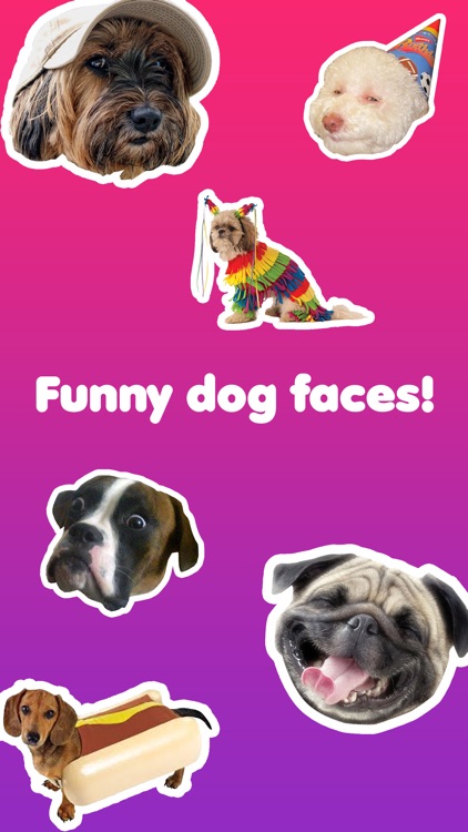 Dog Face - Funny Dog Memes and Faces