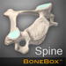 BoneBox - Spine Viewer 