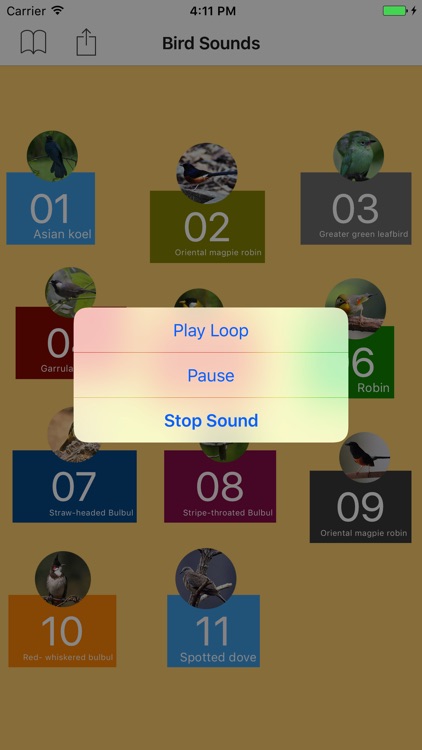 Bird Sounds From Thailand