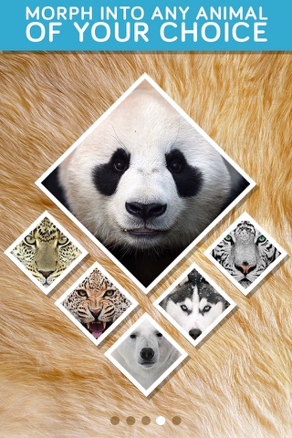 Insta Animal: Picture Editor, effects & fun faces screenshot 2