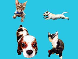 Enjoy these pictures, animations, and saying related to pets