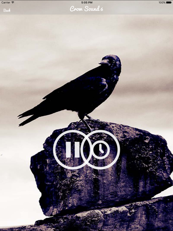 Screenshot #5 pour Crow Sounds – Crow Call Sound