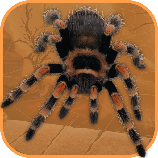 Spider Scare Prank - Magic Spider iOS App