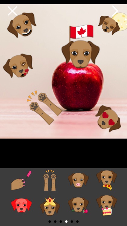 Chocolate Labrador Photo Booth