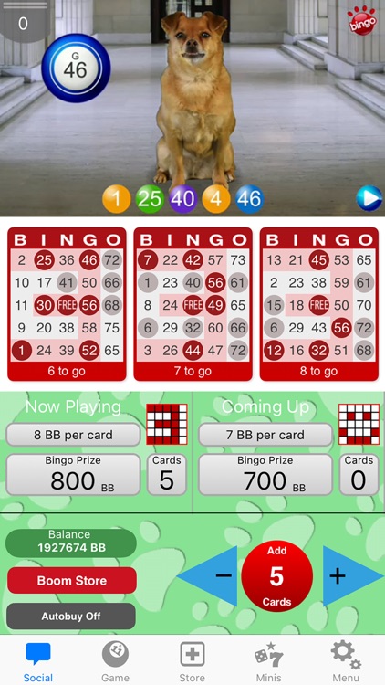 DOG BINGO - Live Dog Bingo & Slots!