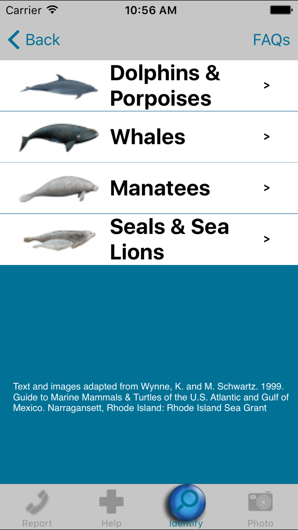 Dolphin & Whale 911