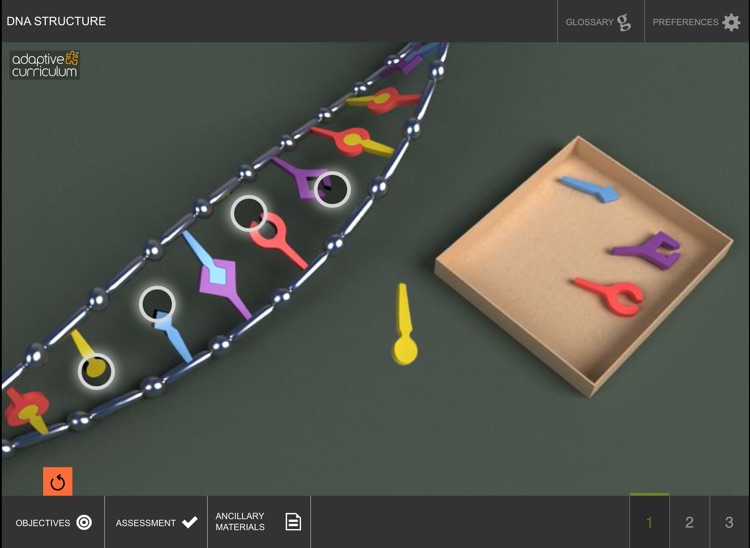 Exploring the Structure of DNA