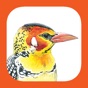 EGuide to Birds of East Africa app download