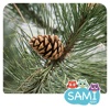 Sami Tiny FlashCards forest adventures kids apps