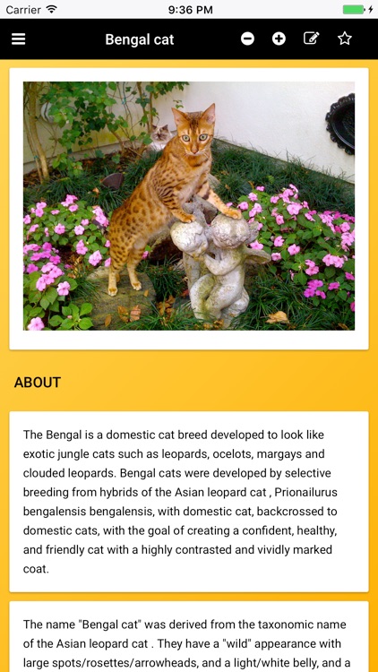 Cat Breeds: Types of Cat