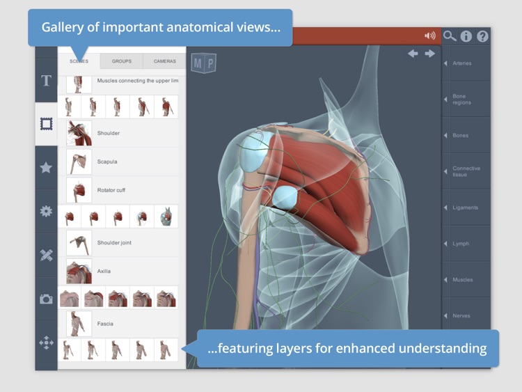 Shoulder: 3D Real-time Human Anatomy