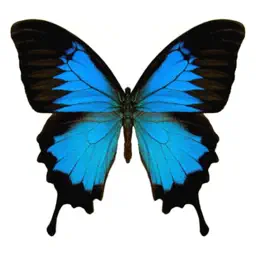 MyMotion Free app icon