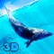 Blue Whale Survival Simulator 3D