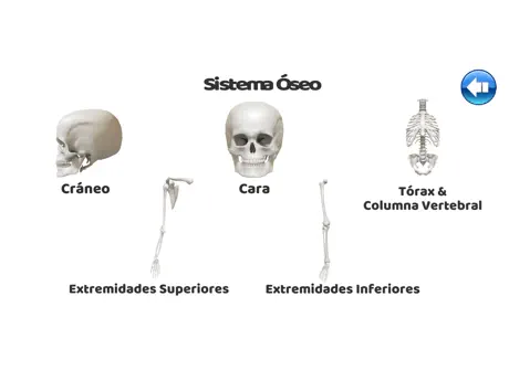 Regiones Anatómicas RA