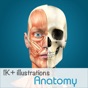 Anatomy - 1K+ Illustrations app download