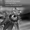 Lordofcamster photography