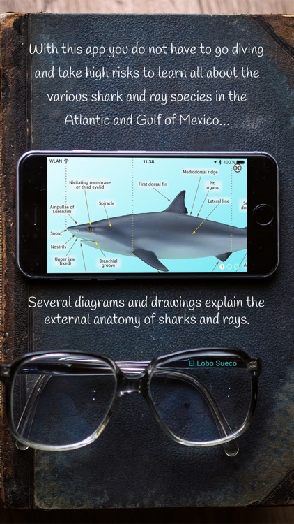 Sharks & Rays of the Atlantic and Gulf of Mexico