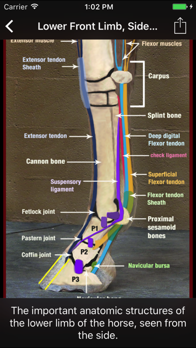 Horse Side Vet Guide Screenshot