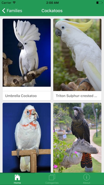 SGS Birds - Shukavana