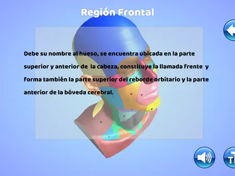 Regiones Anatómicas RA