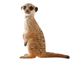 Best Animals Stickers is the perfect stickers pack to express your self directly in iMessage
