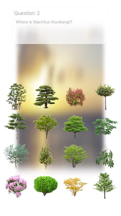 Trees Quiz Touch :: Trees * Woods * Forest