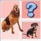 Icon The Dog Matching : Cards Matching Games For Kids