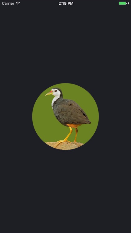 White-breasted waterhen Sounds