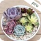 Are you succulent lovers