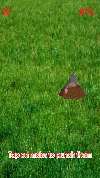 Animals World: Cartoon Moles Tap Premium