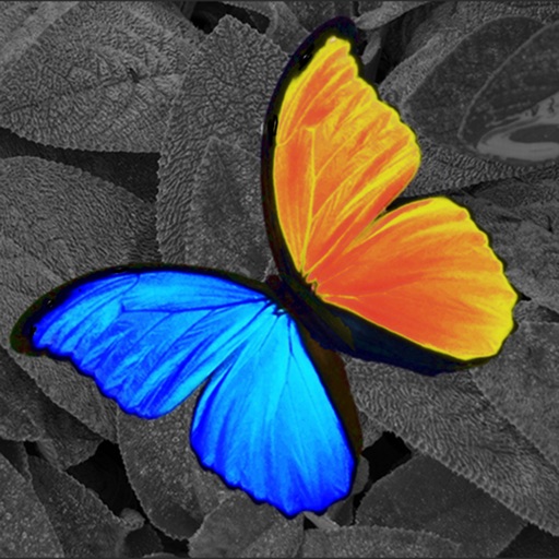 PhotoWizard-Photo Editor