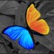 Powerful photo editor for editing your photos on iPhone/iPod