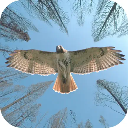Birds Sniper Shooting Cheats