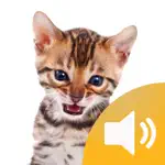 Animal Sounds - Fun Toddler Game App Contact