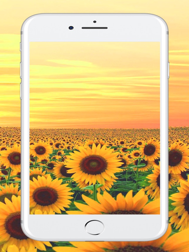 Wallpaper Bunga Matahari Iphone - WallpaperShit