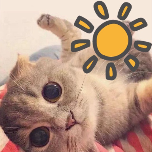 Kitten weather app