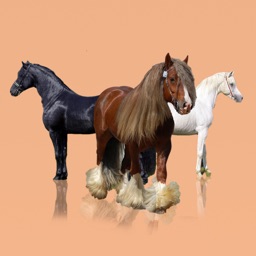 Horse Breeds: A Bible of Horses