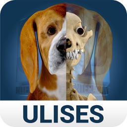 Osteology in Dogs